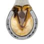 Herradura sin tacon #29 79008 Corona Mustad